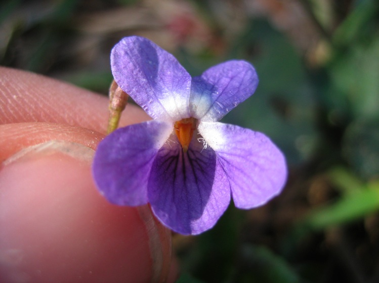 Viola alba ibrido 8.jpg