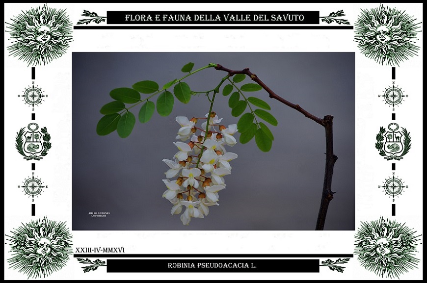 Robinia pseudoacacia L. Foto di Aiello Antonio