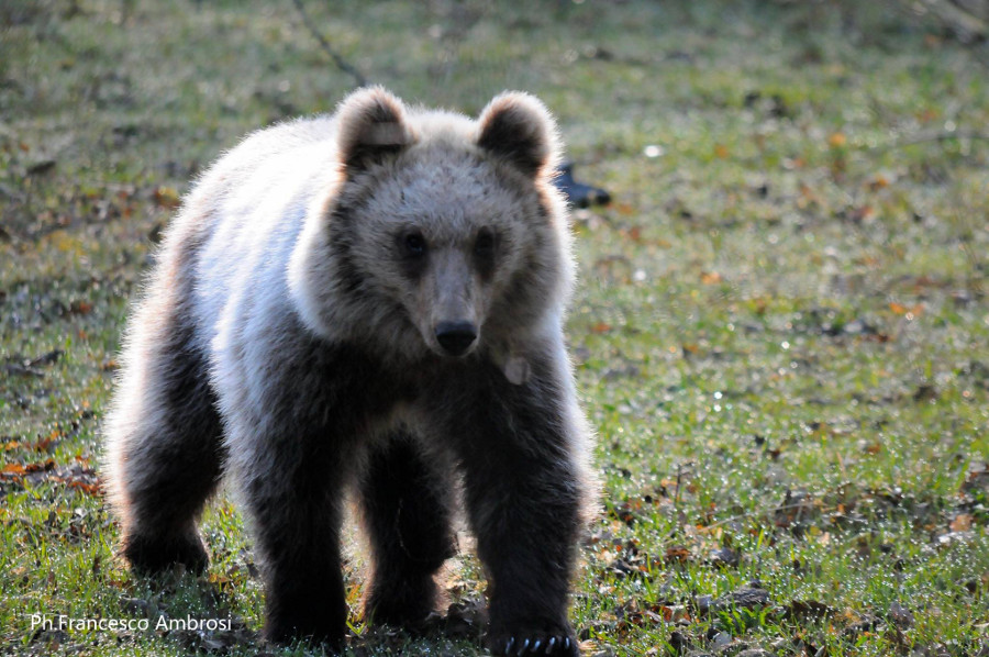Ursus arctos marsicanus Altobello, 1920<br />orso bruno marsicano<br />Parco Nazionale d'Abruzzo, Lazio e Molise - Aprile 2015<br />Foto di Francesco Ambrosi