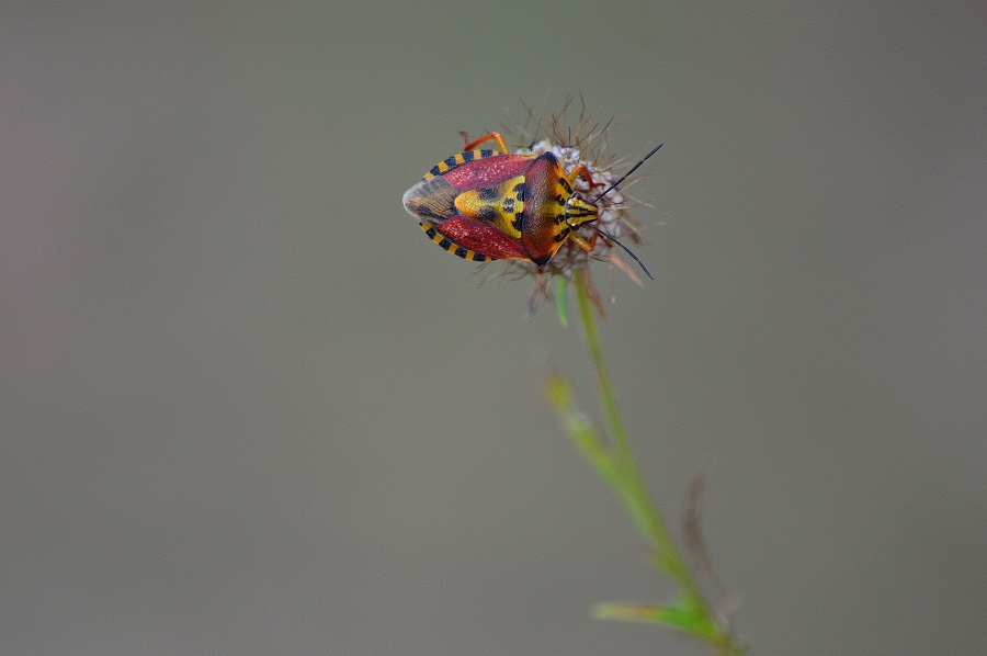 Che insetto è? Foto di Aiello Antonio