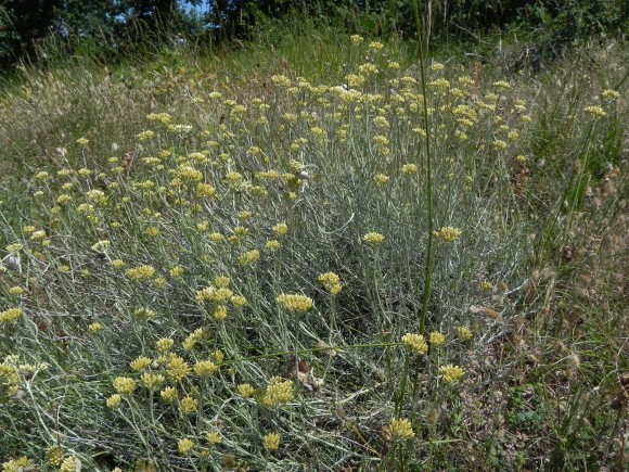 Helichrysum italicum Monte Giuoco del Pallone 28-6-2014 (242).jpg