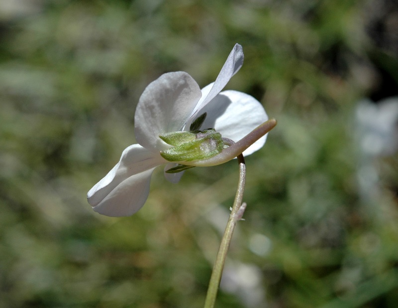 Viola calcarata L._2.JPG