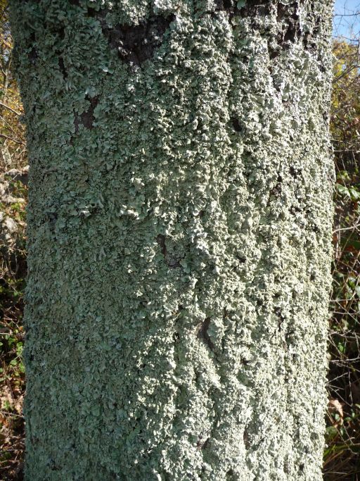 P1320695 lichene su quercia.jpg