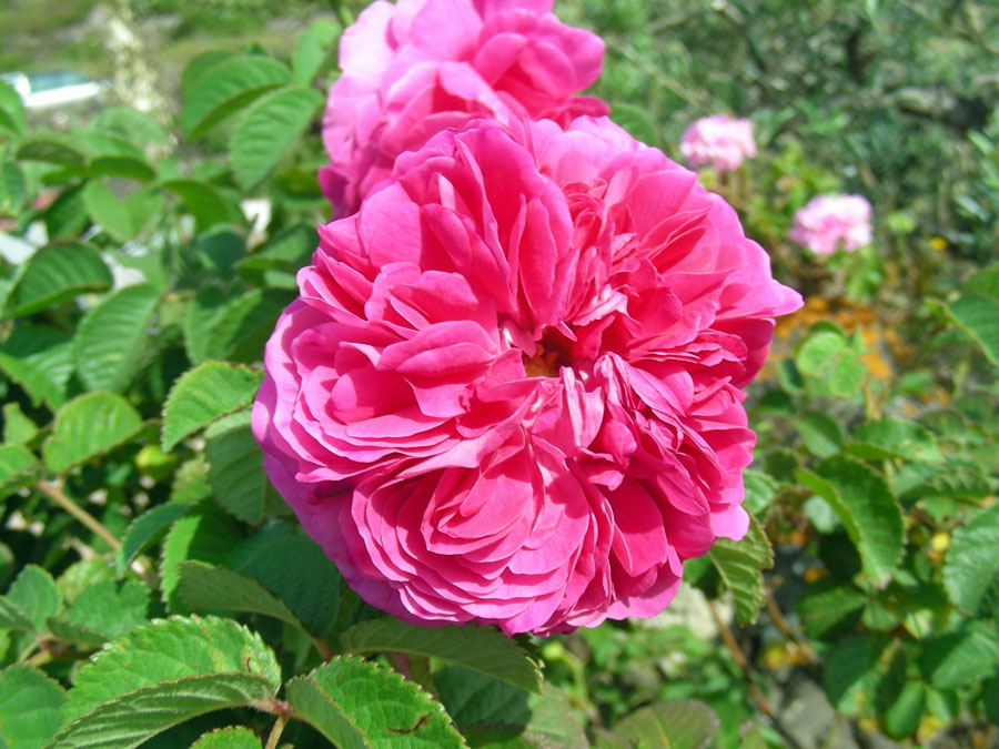 Rosa sp. (2).jpg