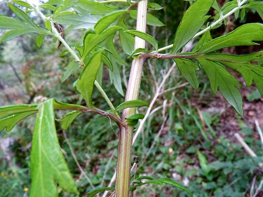 Artemisia_verlotiorum (13).jpg
