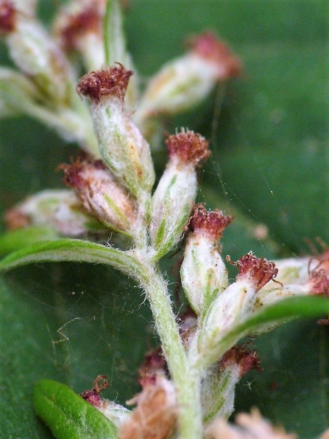 Artemisia_verlotiorum 8.jpg