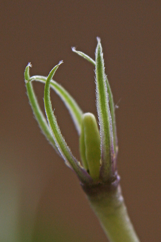 Vinca difformis Pourr. subsp. sardoa Stearn {F 935}