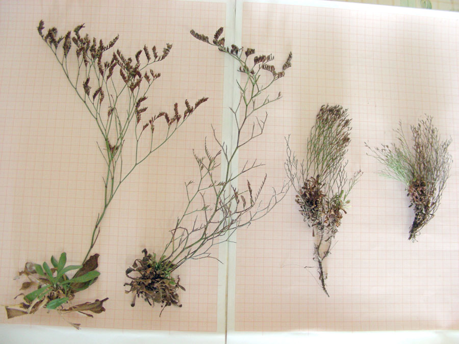 01) da sn verso dx-L. secundirameum, L. cosyrense (alto), L. cosyrense (basso), L. parvifolium.jpg