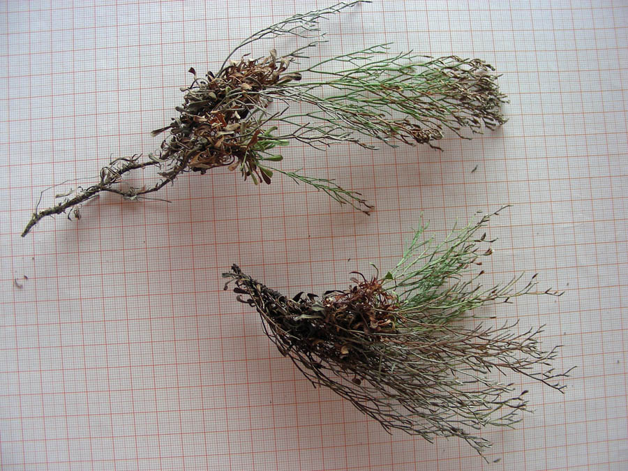 03) Limonium cosyrense basso (sopra)-Limonium parvifolium (sotto).jpg