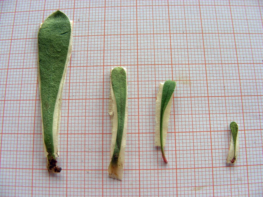 04) da sn verso dx- foglia di L. secundirameum, L. cosyrense alto, L. cosyrense basso, L. parvifolium.jpg