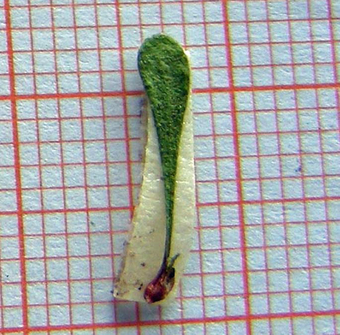 05) foglia di Limonium parvifolium.jpg