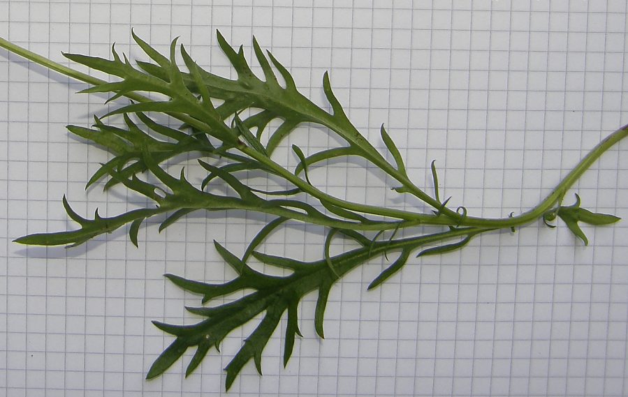 Leucanthemum-coronopifolium-ceratophylloides-F-09-1d-ER.JPG