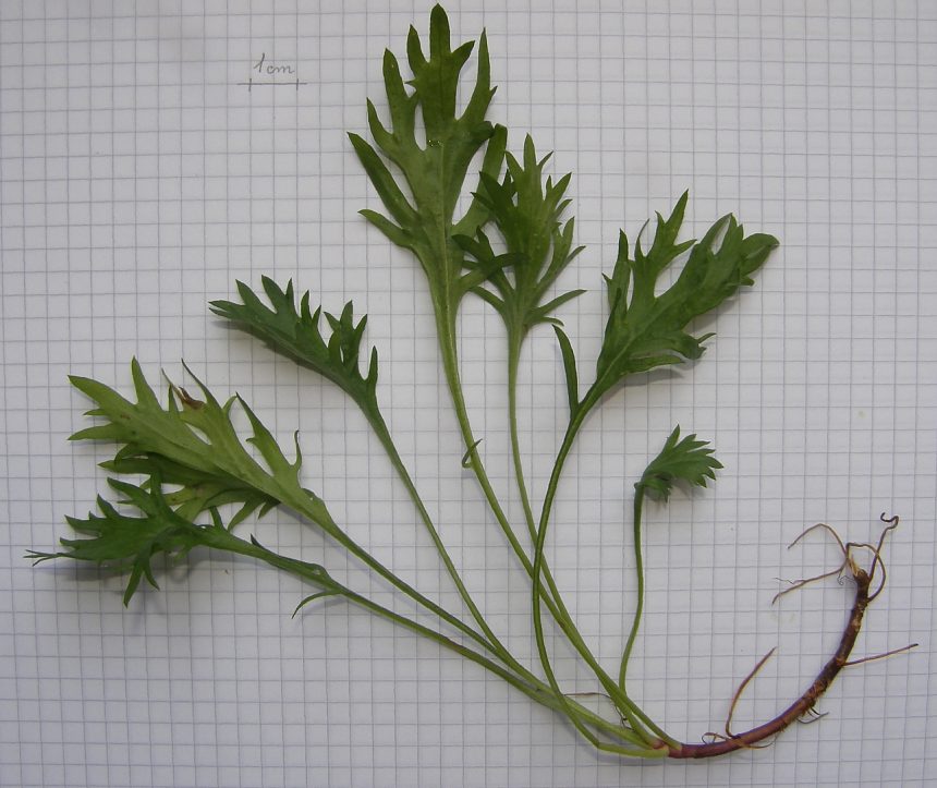 Leucanthemum-coronopifolium-ceratophylloides-F-09-1h-ER.JPG