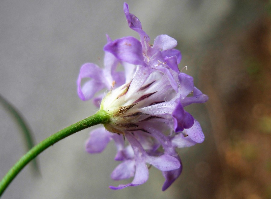 Cephalaria transsylvanica (L.) Roem. & Schult.-22-10-16 060 (2).JPG