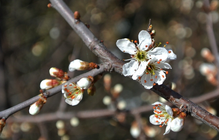 Prunus spinosa L.--07-03-17- 15.18.04.jpg