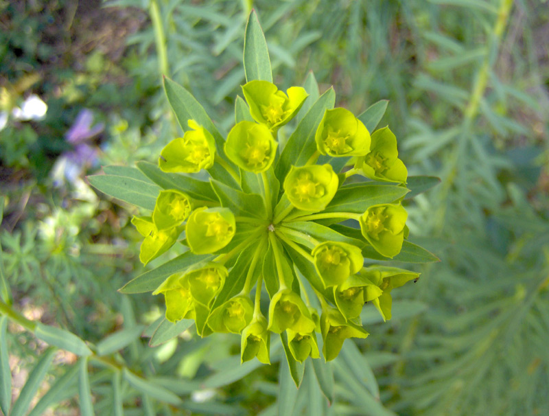 Euphorbia-pithyusa1.jpg
