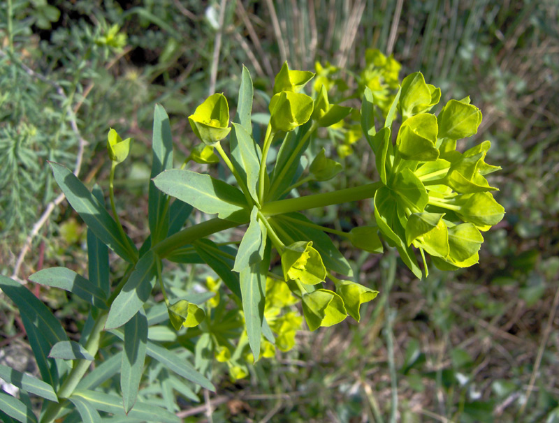 Euphorbia-pithyusa2.jpg