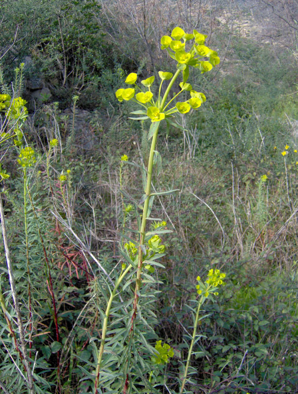 Euphorbia-pithyusa4.jpg