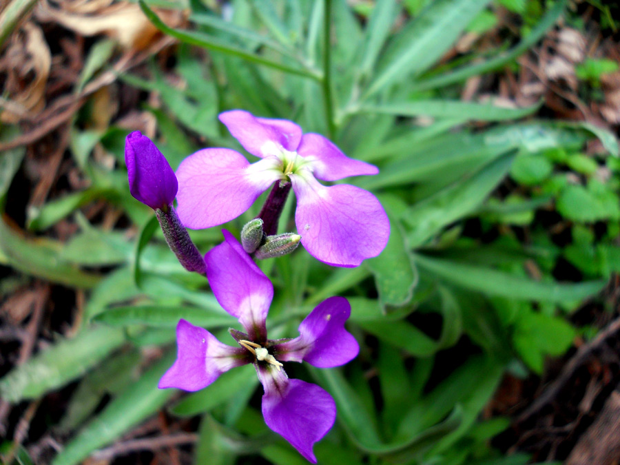 Matthiola incana (L.) R. Br.<br />Brassicaceae: Violaciocca rossa
