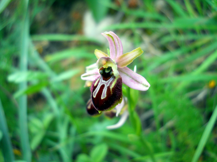 Ophrys sphegodes Mill. subsp. sphegodes [= Ophrys panormitana (Tod.) Soó]<br />Orchidaceae: Ofride verde bruna