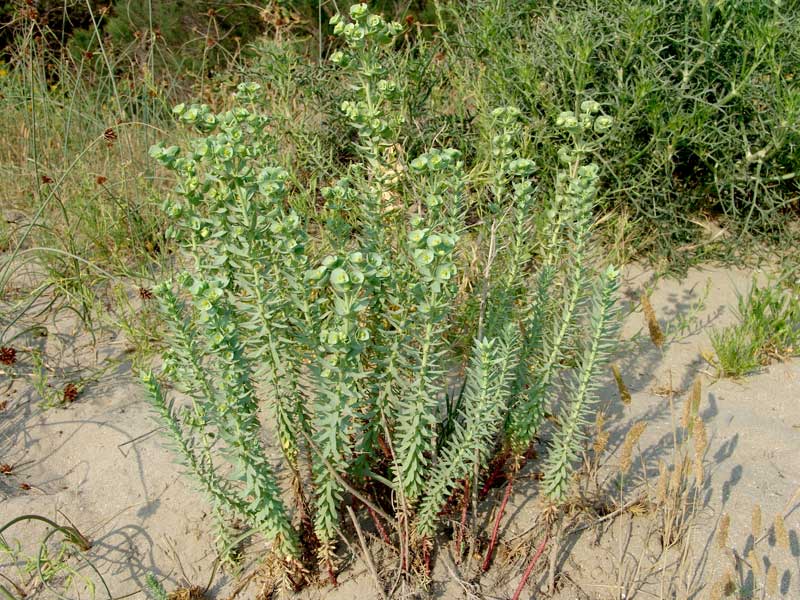 Euphorbia-paralias-L.jpg