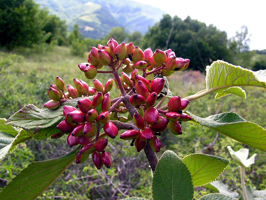 Viburnum-lantana-frutti.jpg