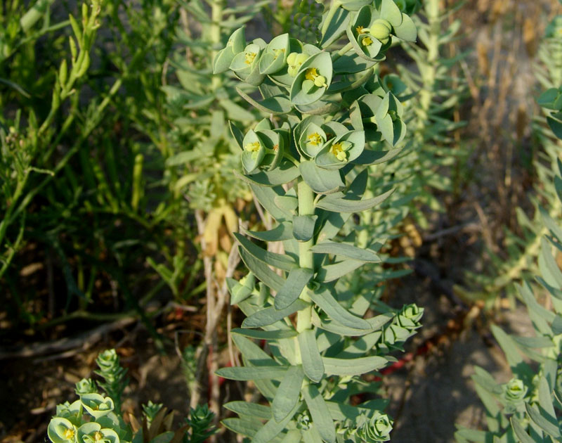 Euphorbia-paralias-L-.jpg