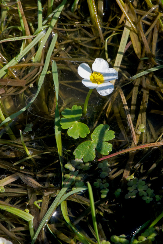 Ranunculus-peltatus-fiore.jpg