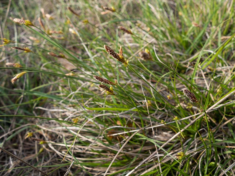 Carex 3.jpg