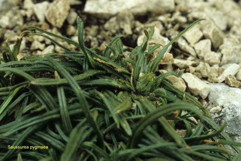 Saussurea pygmaea (Jacq.) Sprengel {F 3392}
