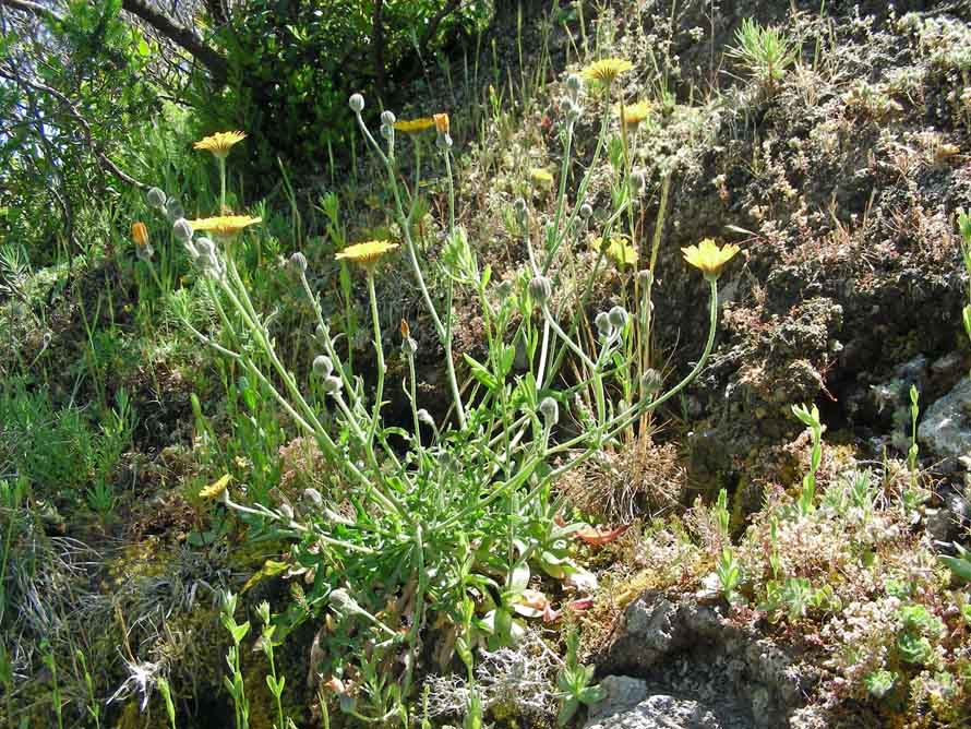 Andryala cosyrensis .JPG