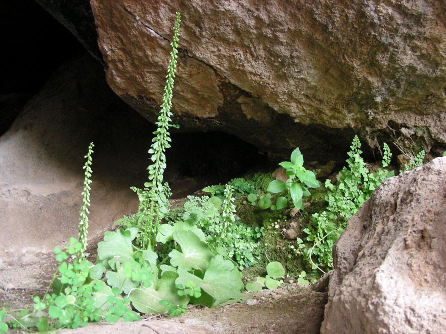 Umbilicus horizontalis nella Grotta del Bagno Asciutto di Benikulà .jpg