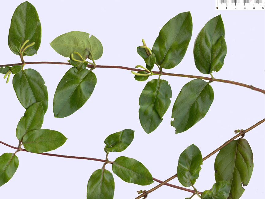 Lonicera japonica_ramo_foglie.jpg