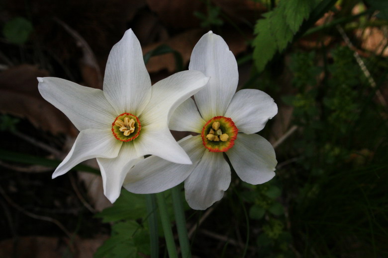 Narcisuss ssp. 1 050508 070.jpg