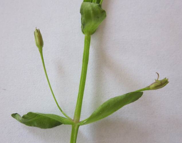 lindernia palustris (10).jpg