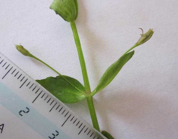 lindernia palustris (12).jpg
