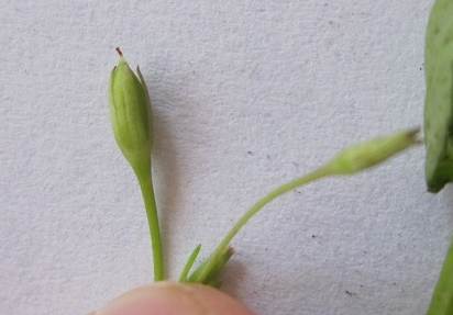 lindernia palustris (13).jpg