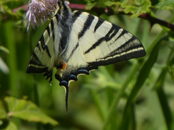 Papilionidae  Iphiclides podalirius (Linnaeus, 1758) (a).JPG