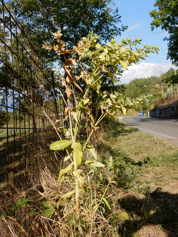 Euphorbia-cfr-lathyris-5.jpg