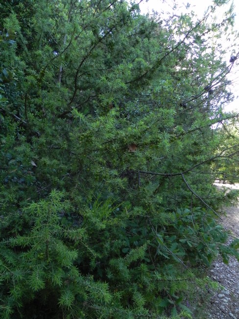 Juniperus oxycedrus subsp. deltoides - Monte Conero 29-5-2017 (55).jpg