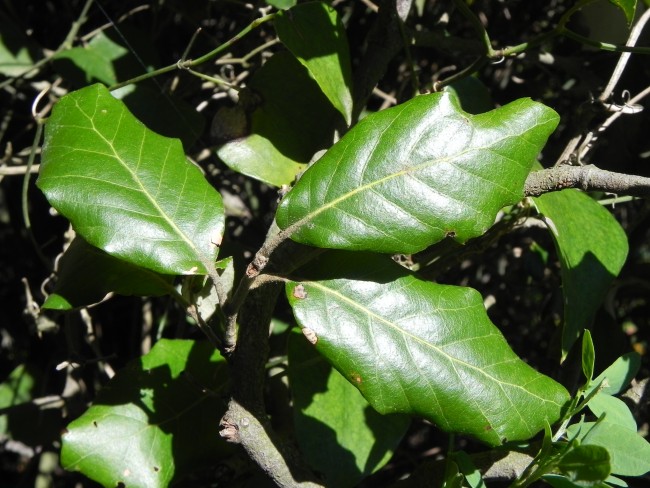 Quercus ilex - Monte Conero 29-5-2017 (242).jpg