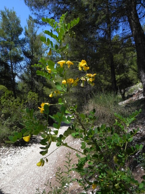Colutea arborescens - Monte Conero 29-5-2017 (315).jpg