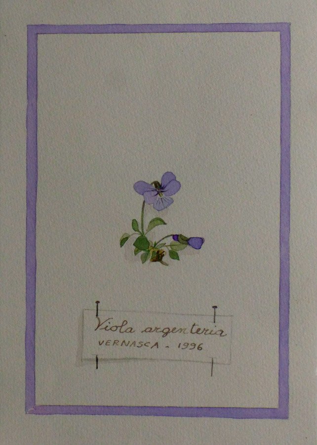 Viola argenteria= lago Vernasca Entracque (CN) 1996.JPG