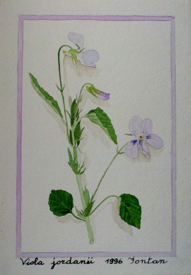 Viola jordanii 1996 Fontan (F).JPG