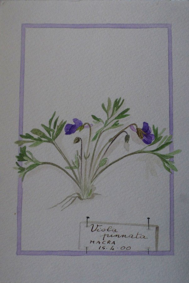 Viola pinnata=Macra (CN) 16-4-2000.JPG