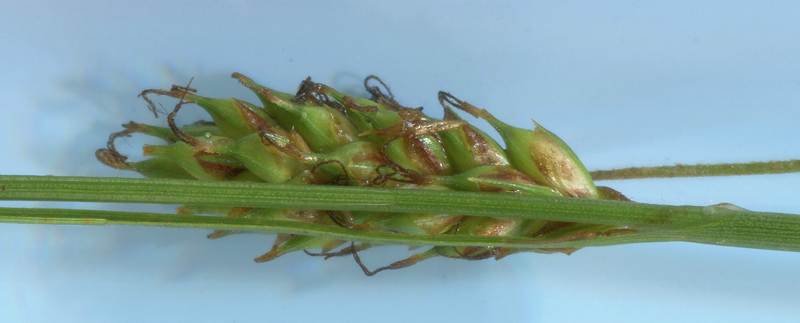 Carex punctata 2.jpg
