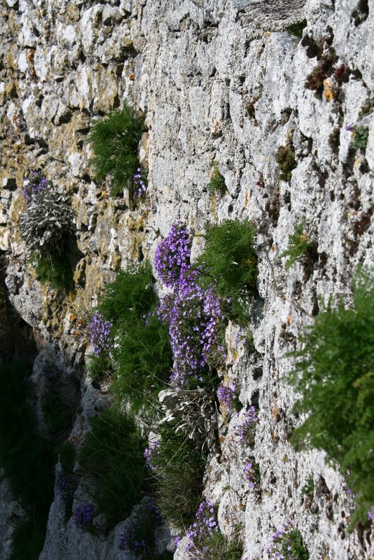 Aubrieta columnae Guss. subsp. italica (Boiss.) Mattf. {F 1241}