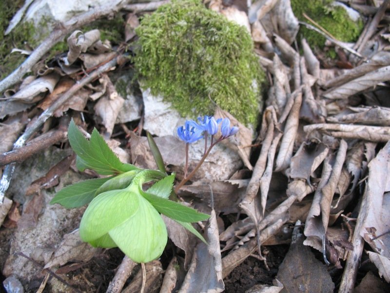 Scilla bifolia.JPG