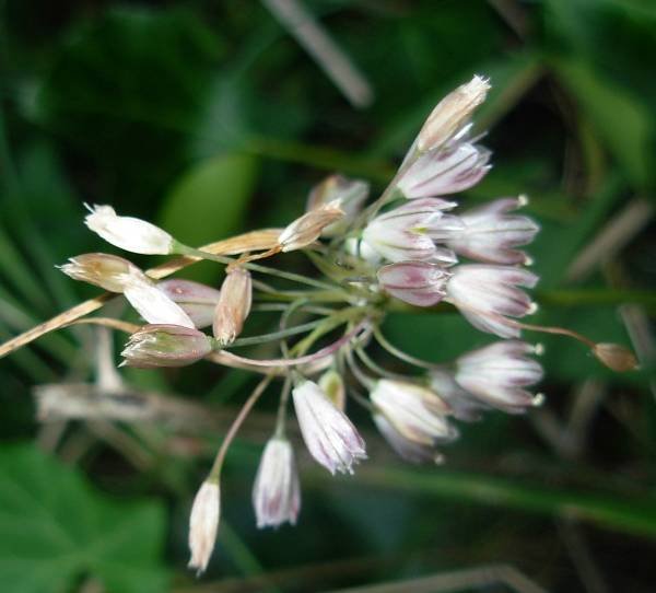 Allium savii (6).jpg