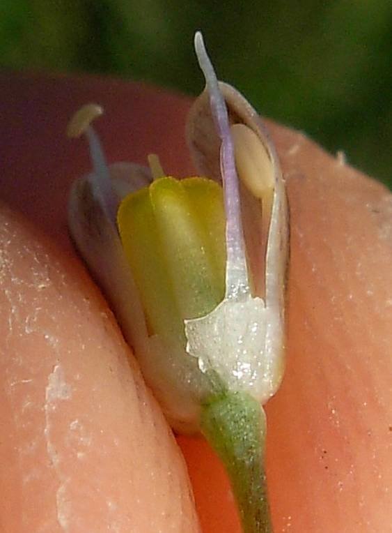Allium savii (11).jpg